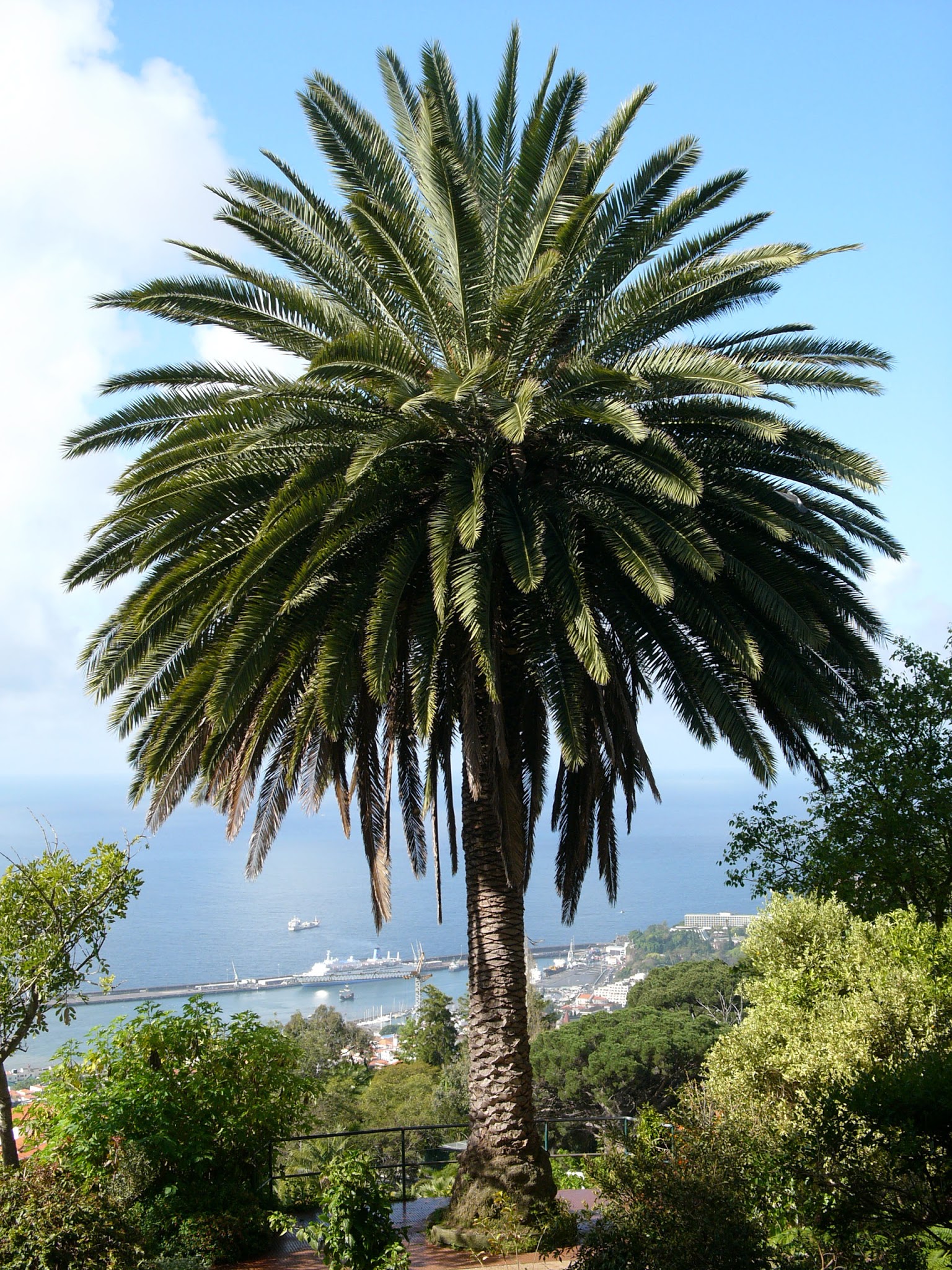 Phoenix Canariensis